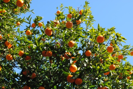 And orange trees, of course